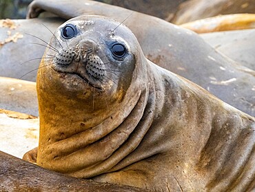 The face of a molting southern elephant seal (Mirounga leonina), on the beach on Snow Island, Antarctica, Polar Regions