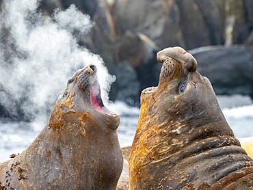 Two adult bull southern elephant seals (Mirounga leonina), fighting on the beach on Snow Island, Antarctica, Polar Regions