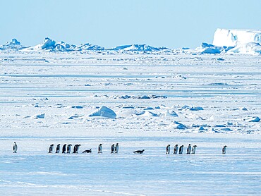 A group of emperor penguins (Aptenodytes forsteri), on the ice near Snow Hill Island, Weddell Sea, Antarctica, Polar Regions