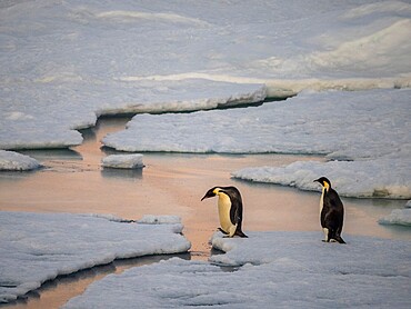 A pair of emperor penguins (Aptenodytes forsteri), crossing the ice near Snow Hill Island, Weddell Sea, Antarctica, Polar Regions