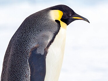 An adult emperor penguin (Aptenodytes forsteri), on the ice near Snow Hill Island, Weddell Sea, Antarctica, Polar Regions