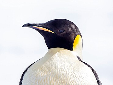 An adult emperor penguin (Aptenodytes forsteri), on the ice near Snow Hill Island, Weddell Sea, Antarctica, Polar Regions