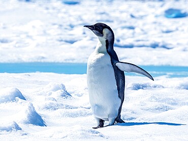 A young emperor penguin (Aptenodytes forsteri), on the ice near Snow Hill Island, Weddell Sea, Antarctica, Polar Regions