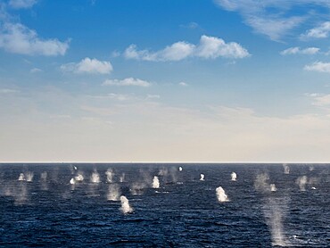 Adult fin whales (Balaenoptera physalus), feeding on krill near Coronation Island, South Orkney Islands, Antarctica, Polar Regions