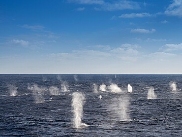 Adult fin whales (Balaenoptera physalus), feeding on krill near Coronation Island, South Orkney Islands, Antarctica, Polar Regions