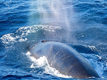 Adult fin whale (Balaenoptera physalus), feeding on krill near Coronation Island, South Orkney Islands, Antarctica, Polar Regions