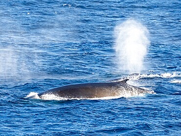 Adult fin whales (Balaenoptera physalus), feeding on krill near Coronation Island, South Orkney Islands, Antarctica, Polar Regions