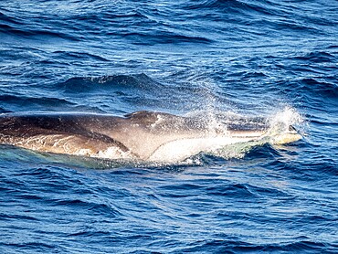 Adult fin whale (Balaenoptera physalus), feeding on krill near Coronation Island, South Orkney Islands, Antarctica, Polar Regions