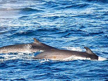 Adult fin whales (Balaenoptera physalus), feeding on krill near Coronation Island, South Orkney Islands, Antarctica, Polar Regions