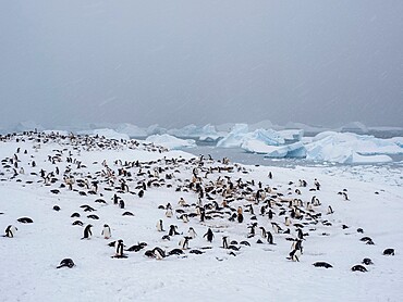 A gentoo penguin (Pygoscelis papua) breeding colony on Cuverville Island in a snowstorm, Antarctica, Polar Regions