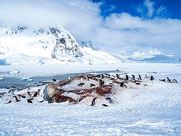 A gentoo penguin (Pygoscelis papua) breeding colony on Pleneau Island in early season, Antarctica, Polar Regions