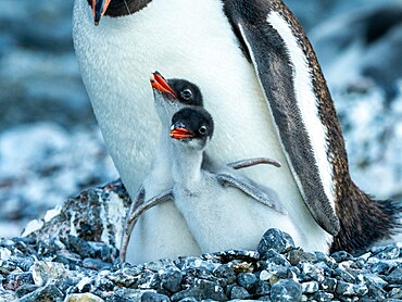 An adult gentoo penguin (Pygoscelis papua), with chicks at Brown Bluff, Antarctic Sound, Antarctica, Polar Regions