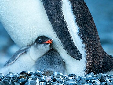 An adult gentoo penguin (Pygoscelis papua), with chicks at Brown Bluff, Antarctic Sound, Antarctica, Polar Regions