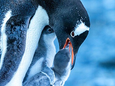 An adult gentoo penguin (Pygoscelis papua), feeding a chick at Brown Bluff, Antarctic Sound, Antarctica, Polar Regions