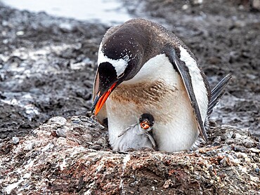 A gentoo penguin (Pygoscelis papua) chick with its parent on Barrientos Island, Aitcho Island Group, Antarctica, Polar Regions