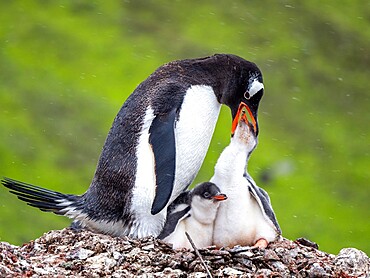 A gentoo penguin (Pygoscelis papua), parent feeding a chick on Barrientos Island, Aitcho Island Group, Antarctica, Polar Regions