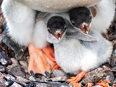 Adult gentoo penguin (Pygoscelis papua), with freshly hatched chicks at Petermann Island, Antarctica, Polar Regions