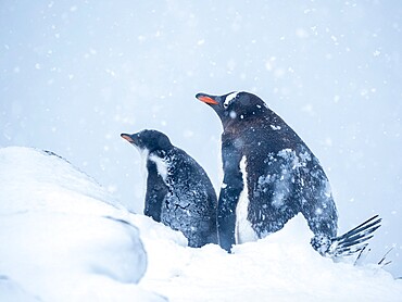 Gentoo penguin (Pygoscelis papua), with chick during a snowstorm at Brown Bluff, Antarctic Sound, Antarctica, Polar Regions