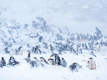 Gentoo penguins (Pygoscelis papua), at breeding colony during a snowstorm, Brown Bluff, Antarctic Sound, Antarctica, Polar Regions