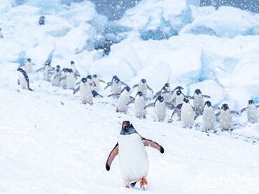 Gentoo penguin (Pygoscelis papua), at breeding colony during a snowstorm, Brown Bluff, Antarctic Sound, Antarctica, Polar Regions