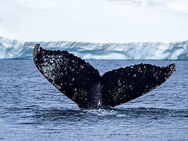 An adult humpback whale (Megaptera novaeangliae), flukes up dive amongst ice at Brabant Island, Antarctica, Polar Regions