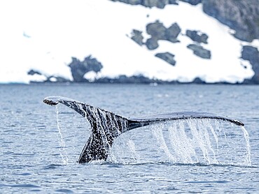 An adult humpback whale (Megaptera novaeangliae), flukes up dive amongst ice at Brabant Island, Antarctic, Polar Regions