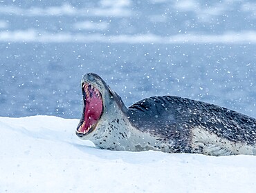 A large adult leopard seal (Hydrurga leptonyx), hauled out on sea ice near Brabant Island, Antarctica, Polar Regions