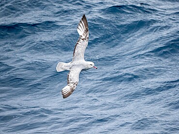 An adult southern fulmar (Fulmarus glacialoides), in flight in the Bellingshausen Sea, Antarctica, Polar Regions