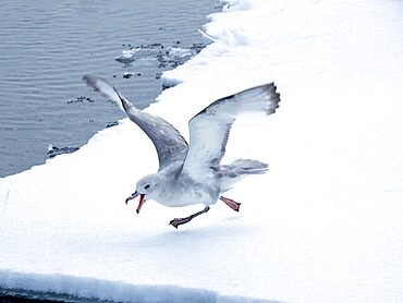 Adult southern fulmar (Fulmarus glacialoides), on ice at Peter I Island in the Bellingshausen Sea, Antarctica, Polar Regions