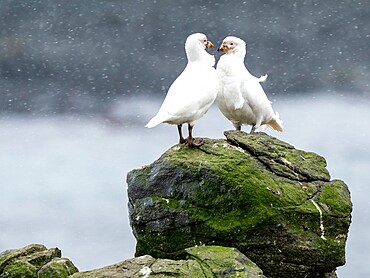 Adult snowy sheathbill (Chionis albus), courtship display on Barrientos Island, Aitcho Island Group, Antarctica, Polar Regions