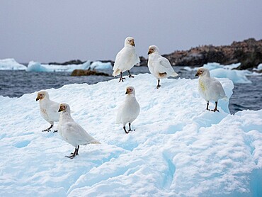 Adult snowy sheathbills (Chionis albus), on ice near Joinville Island, Antarctica, Polar Regions