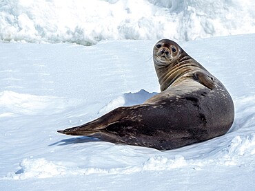 An adult Weddell seal (Leptonychotes weddellii), hauled out on first year sea ice in the Lemaire Channel, Antarctica, Polar Regions