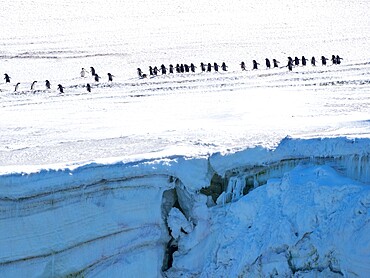 Adult Adelie penguins (Pygoscelis adeliae), walking along a glacier, Thule Island, South Sandwich Islands, South Atlantic, Polar Regions