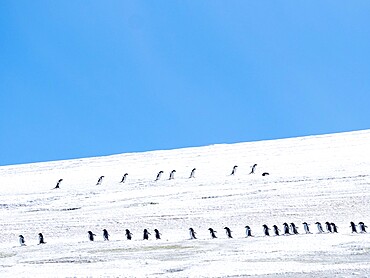 Adult Adelie penguins (Pygoscelis adeliae), walking along a glacier, Thule Island, South Sandwich Islands, South Atlantic, Polar Regions