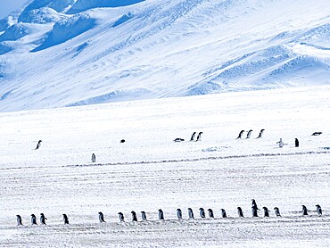 Adult Adelie penguins (Pygoscelis adeliae), walking along a glacier, Thule Island, South Sandwich Islands, South Atlantic, Polar Regions