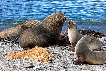 Adult Antarctic fur seal (Arctocephalus gazella), bull and cow on Prion Island, South Georgia Island, South Atlantic, Polar Regions