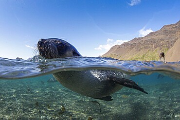 Antarctic fur seal pups (Arctocephalus gazella), playing underwater in Stromness Harbor, South Georgia, South Atlantic, Polar Regions