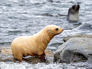 A leucistic Antarctic fur seal (Arctocephalus gazella), pup on the beach in Grytviken, South Georgia, South Atlantic, Polar Regions