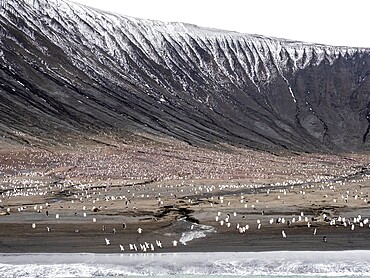 Chinstrap penguins (Pygoscelis antarcticus), and Adelie penguins on Saunders Island, South Sandwich Islands, South Atlantic, Polar Regions