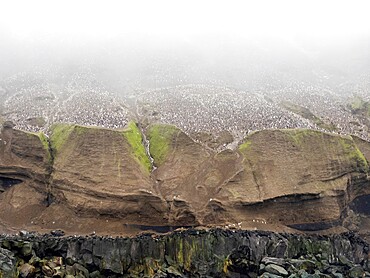 Over a million chinstrap penguins (Pygoscelis antarcticus), on Zavodovski Island, South Sandwich Islands, South Atlantic, Polar Regions