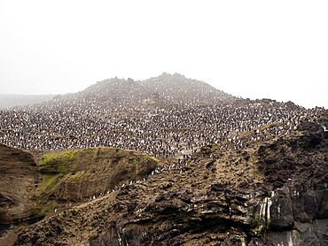 Over a million chinstrap penguins (Pygoscelis antarcticus), on Zavodovski Island, South Sandwich Islands, South Atlantic, Polar Regions