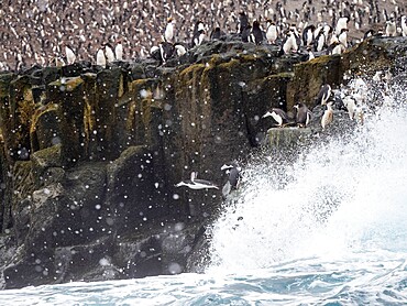 Chinstrap penguins (Pygoscelis antarcticus), diving off a cliff in to the sea, Zavodovski Island, South Sandwich Islands, South Atlantic, Polar Regions