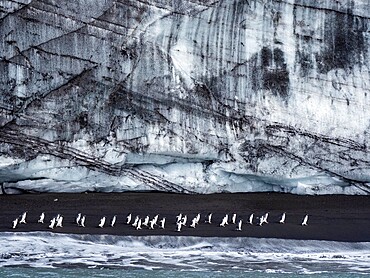 Adelie penguins (Pygoscelis adeliae), marching along a glacier on Saunders Island, South Sandwich Islands, South Atlantic, Polar Regions