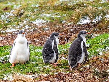 Gentoo penguin (Pygoscelis papua), chicks at a breeding colony in Moltke Harbor, South Georgia, South Atlantic, Polar Regions