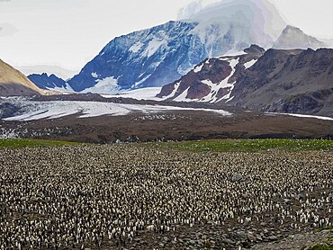 King penguin (Aptenodytes patagonicus), largest breeding colony in St. Andrews Bay, South Georgia, South Atlantic, Polar Regions