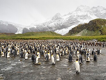 King penguin (Aptenodytes patagonicus), breeding colony in Gold Harbour, South Georgia, South Atlantic, Polar Regions