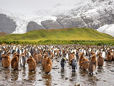 King penguin (Aptenodytes patagonicus), oakum boys at breeding colony in Gold Harbour, South Georgia, South Atlantic, Polar Regions