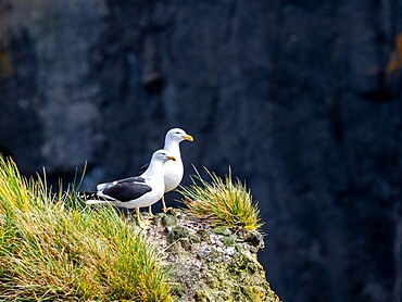 Adult kelp gulls (Larus dominicanus), on a nest on Annenkov Island, South Georgia, South Atlantic, Polar Regions