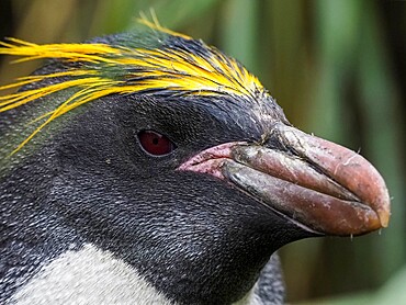 Adult macaroni penguin (Eudyptes chrysolophus), head detail in Cooper Bay, South Georgia, South Atlantic, Polar Regions