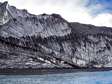 Penguins marching along a glacier face on Saunders Island, South Sandwich Islands, South Atlantic, Polar Regions